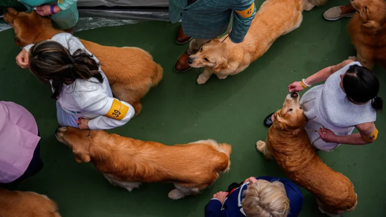 WESTMINSTER DOG SHOW IS A STUDY IN CANINE CONTRASTS AS TOP PRIZE AWAITS